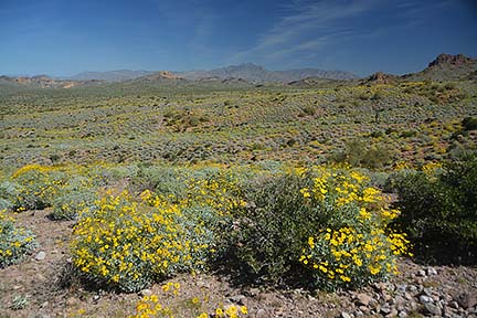 McDowell Mountain Regional Park, February 12, 2015